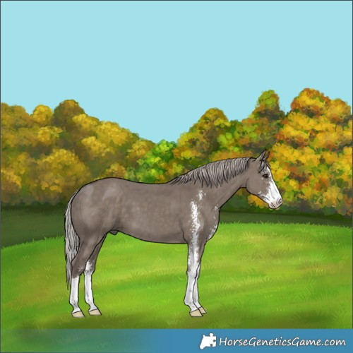 Horse Color:Silver Grullo Sabino Brindle 