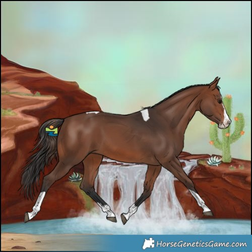 Horse Color:Brown Splash Tobiano 