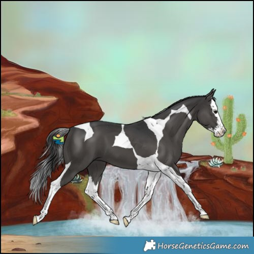 Horse Color:Black Splash Tobiano 