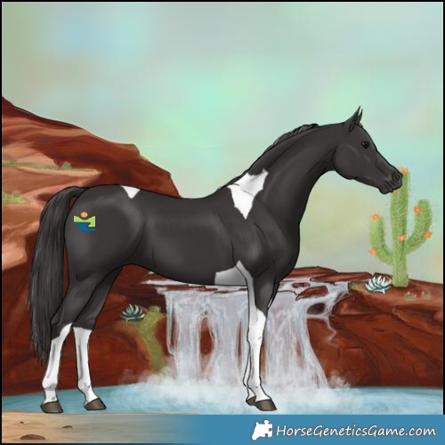 Horse Color:Smoky Black Tobiano 