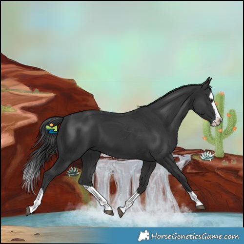 Horse Color:Black Splash
