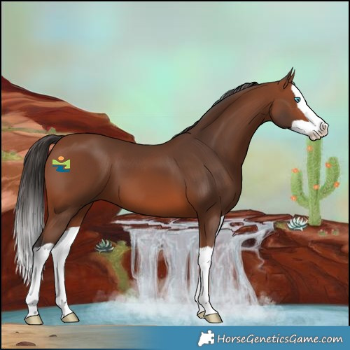 Horse Color:Bay Splash 