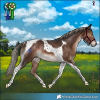Horse Color:Liver Chestnut Mushroom Tobiano Rabicano