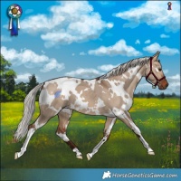Horse Color:White Spotted Silver Bay Dun 