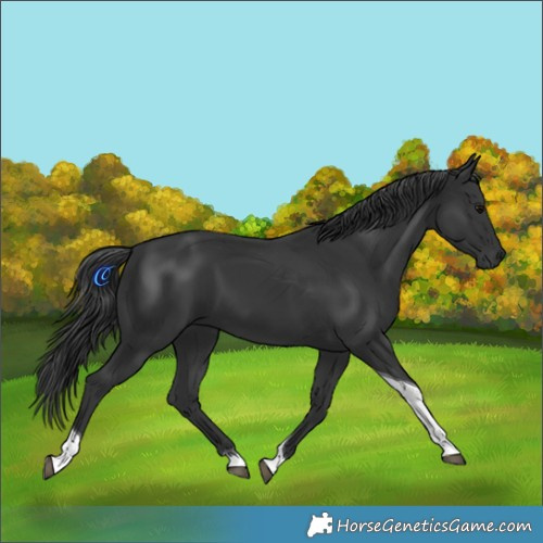 Horse Color:Black Tobiano