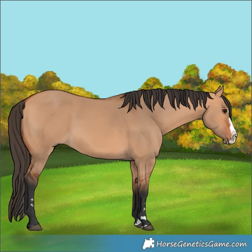Horse Color:Bay Dun Splash 