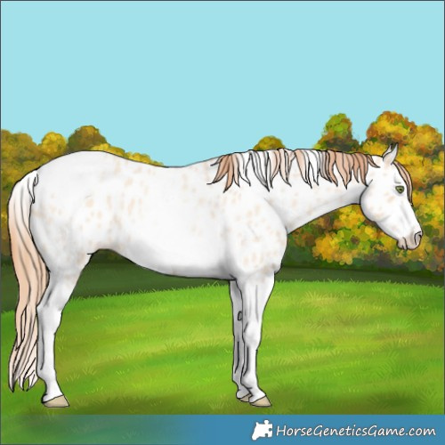 Horse Color:Gold Champagne Roan Dun Splash Tobiano Frame Near Leopard Rabicano 