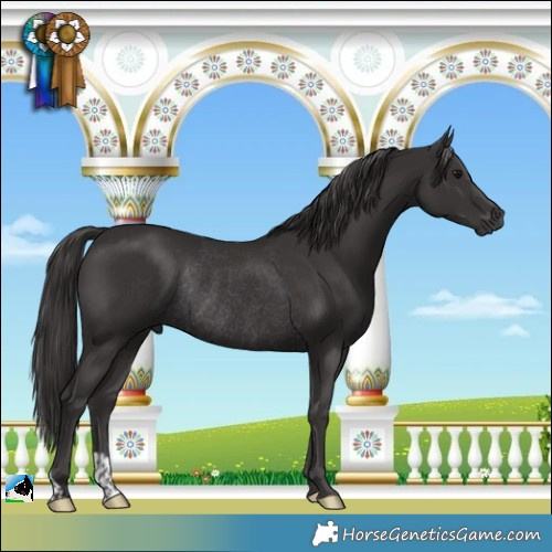 Horse Color:Smoky Black Rabicano