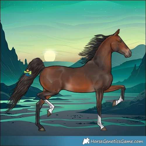 Horse Color:Bay Tobiano 