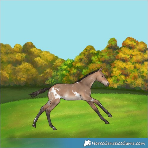 Horse Color:White Spotted Bay Dun Rabicano