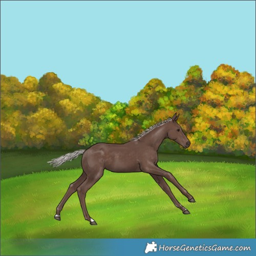 Horse Color:Silver Black