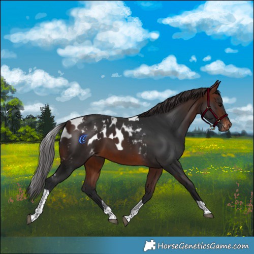 Horse Color:Brown Tobiano Skewed LP Spotted 