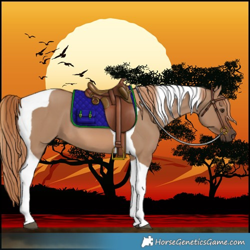 Horse Color:Red Dun Tobiano