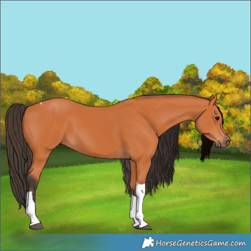 Horse Color:Bay Tobiano