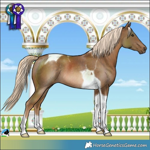 Horse Color:Chocolate Palomino Tobiano Rabicano
