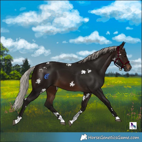 Horse Color:Gray Silver Brown Tobiano 