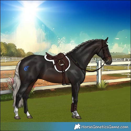 Horse Color:Gray Silver Brown Tobiano