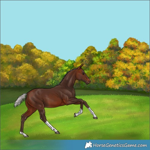 Horse Color:Silver Brown Tobiano 