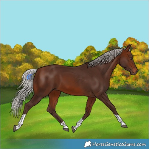 Horse Color:Silver Brown Tobiano