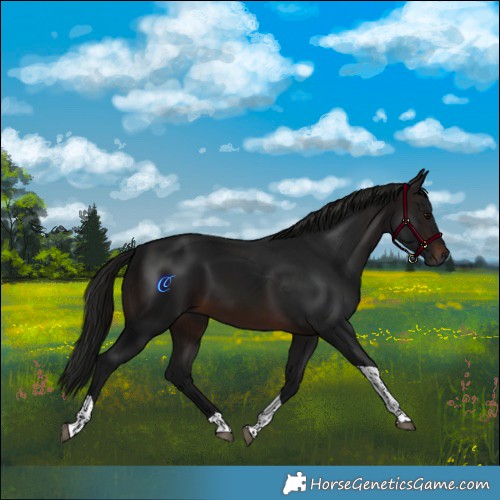 Horse Color:Gray Brown Tobiano 