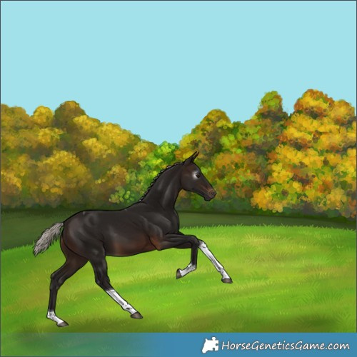 Horse Color:Gray Silver Brown Tobiano