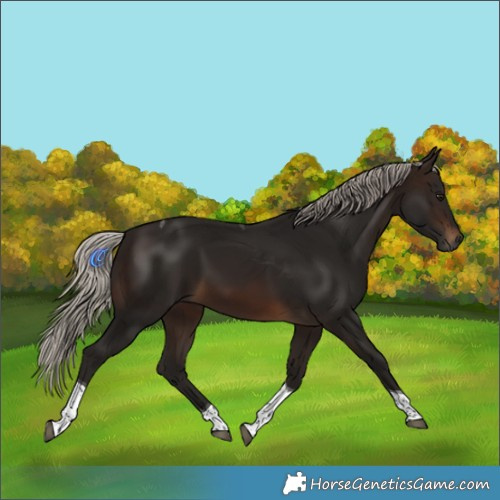 Horse Color:Gray Silver Brown Tobiano 