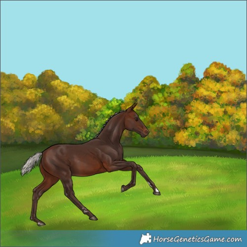 Horse Color:Silver Brown