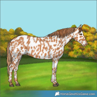 Horse Color:Chestnut Leopard