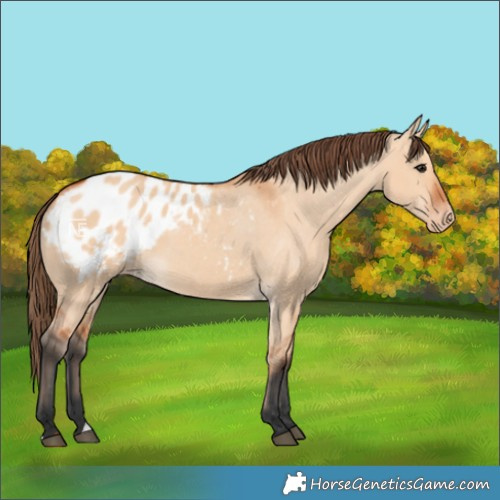 Horse Color:Bay Dun Blanket 