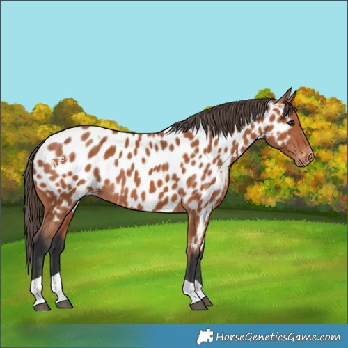 Horse Color:Bay Near Leopard
