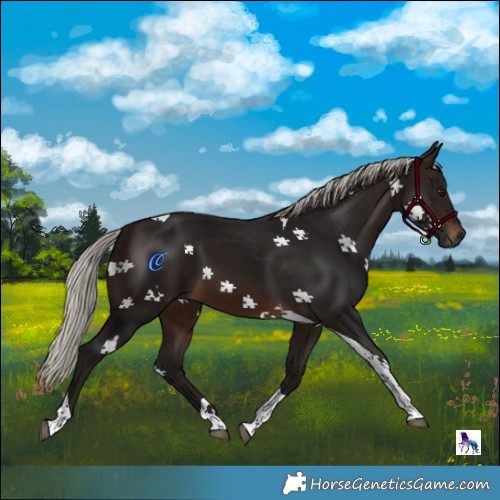 Horse Color:Gray Silver Brown Tobiano