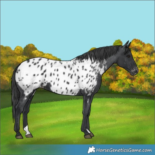 Horse Color:Black Near Leopard 