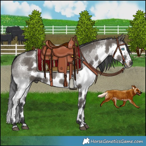Horse Color:White Spotted Grullo Sabino Splash Frame 
