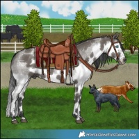 Horse Color:White Spotted Grullo Sabino Splash Frame