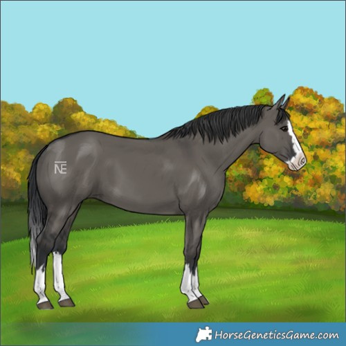 Horse Color:Grullo Splash