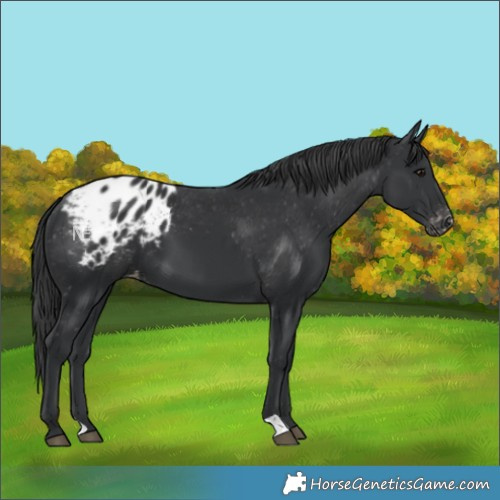 Horse Color:Black Blanket 