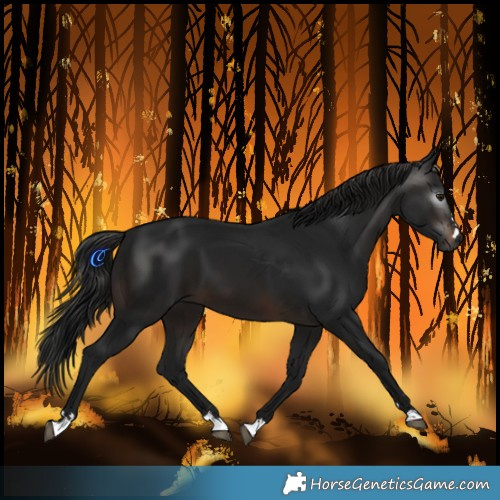 Horse Color:Gray Brown