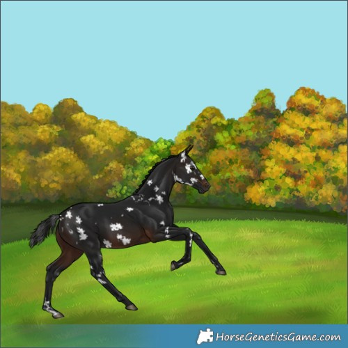 Horse Color:Gray White Spotted Brown 