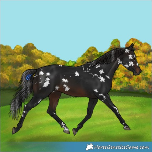 Horse Color:Gray White Spotted Brown 