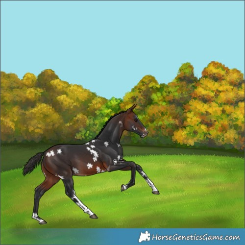 Horse Color:Bay Splash Tobiano