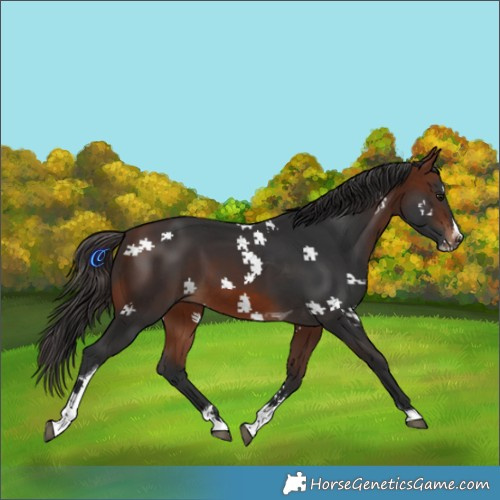 Horse Color:Bay Splash Tobiano