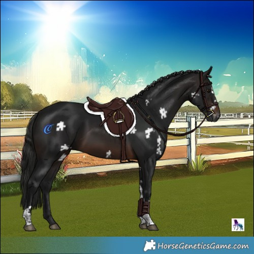 Horse Color:Gray Brown Tobiano 