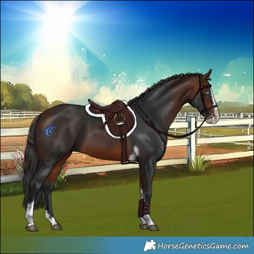 Horse Color:Bay Splash Tobiano 