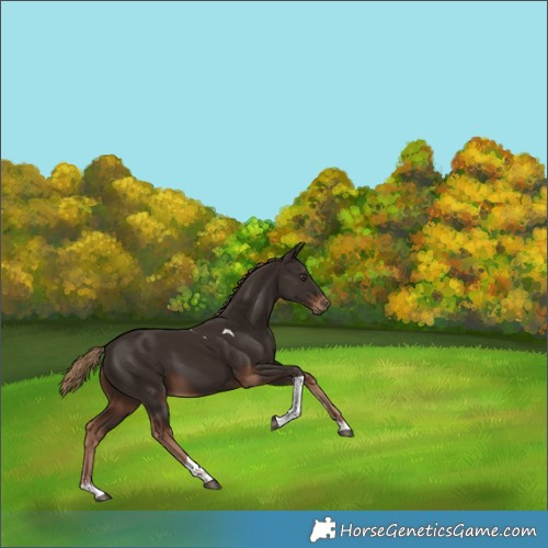 Horse Color:Liver Chestnut Tobiano