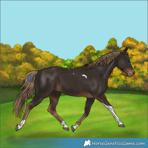 Horse Color:Liver Chestnut Tobiano 