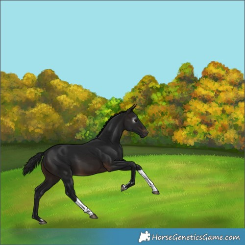 Horse Color:Gray Brown Tobiano