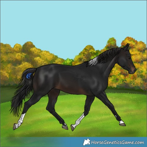 Horse Color:Gray Brown Tobiano 