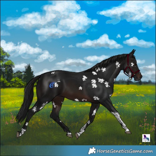 Horse Color:Gray Brown Tobiano