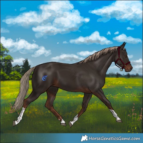 Horse Color:Liver Chestnut Tobiano 
