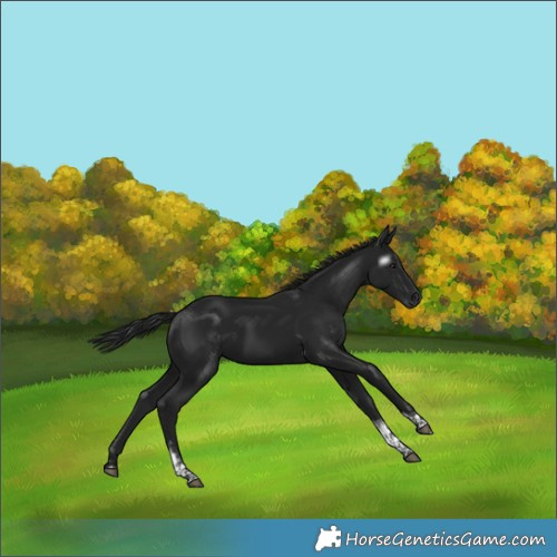 Horse Color:Gray Black Tobiano 